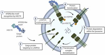 Impact of Chaperone-Mediated Autophagy in Brain Aging: Neurodegenerative Diseases and Glioblastoma